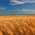 Çiftlere 2 Milyar 150 Milyon TL Destek Bugün Yatıyor