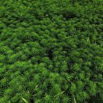 Yeni Kenevir Çeşitleri Tescillendi, Ekimler Başladı!