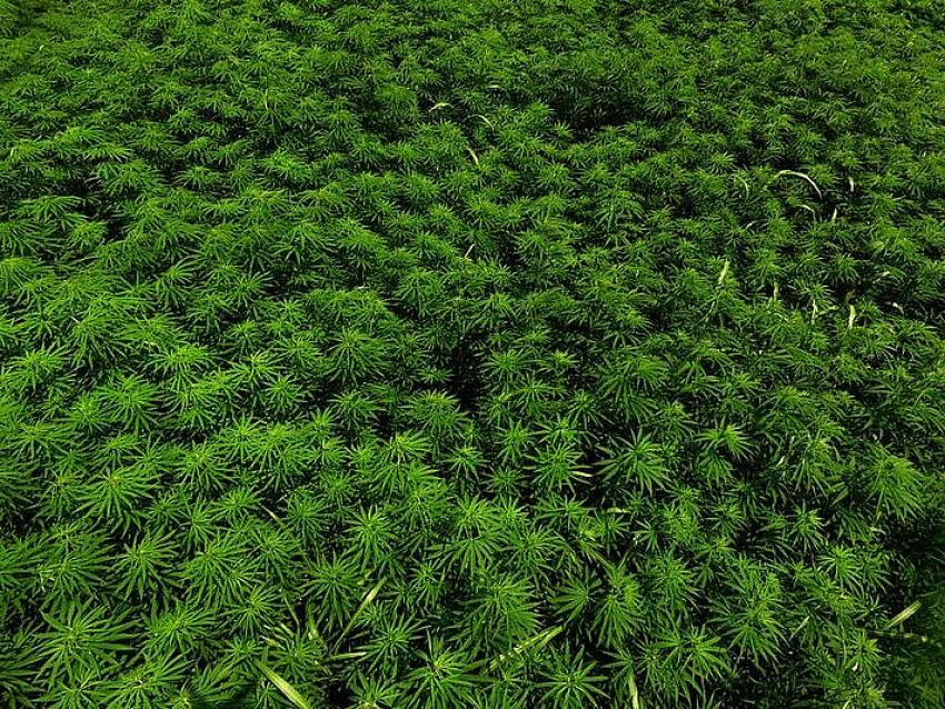 Yeni Kenevir Çeşitleri Tescillendi, Ekimler Başladı!