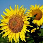 Rusya’dan Ayçiçeği Ürünlerine Sert Önlemler!