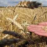 TMO, Hububat Alım Fiyatlarını Artırdı!