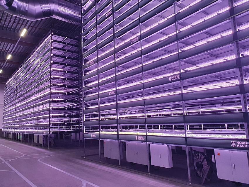 Nordic Harvest: Danimarka’da Dikey Tarım Devrimi!