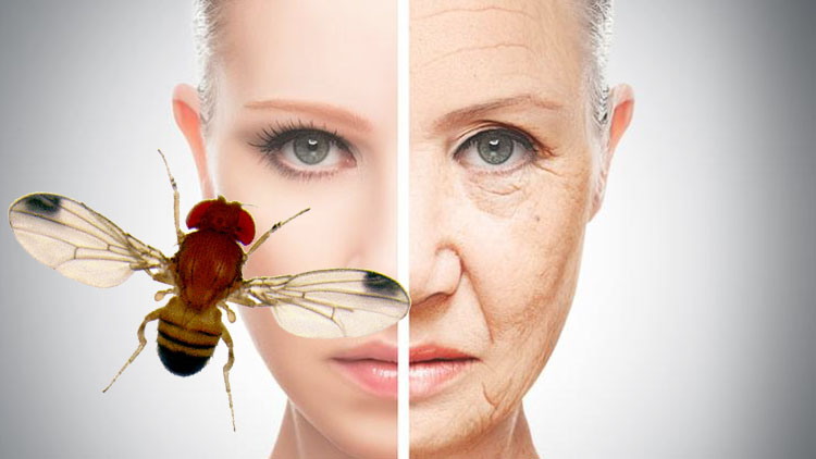 Yaşlanma süreci uzatılabilir mi? Meyve sinekleri ile yapılan araştırma