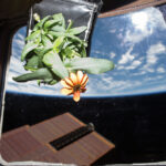 Uzayda bitkilerin hayatta kalma sırrı keşfedildi!