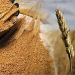 TMO 2024 Hububat Alım Fiyatları ve Destekler Açıklandı!