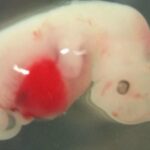 İlk Koyun-İnsan Melezi Üretildi! Organ Nakillerine Yeni Bir Bakış