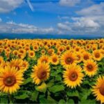 Ayçiçeği Tarlalarındaki Yabancı Otlar: Zarar ve Mücadele