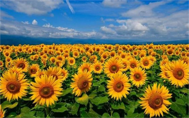 Ayçiçeği Tarlalarındaki Yabancı Otlar: Zarar ve Mücadele