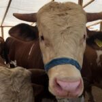 TZOB Başkanı Bayraktar Kurbanlık Fiyatları Hakkında Açıklamalar Yaptı