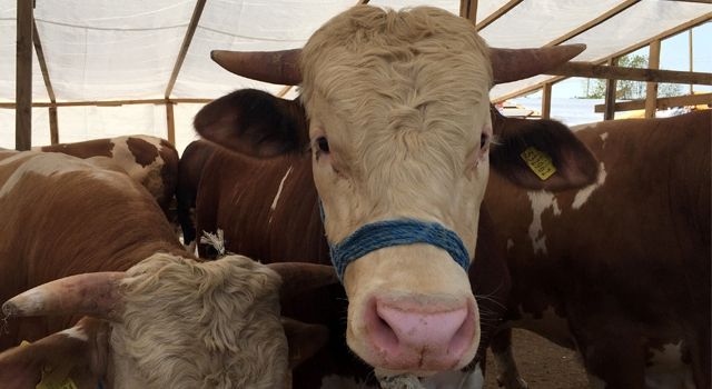 TZOB Başkanı Bayraktar Kurbanlık Fiyatları Hakkında Açıklamalar Yaptı