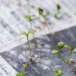 Japon Gazetesi Toprakla Buluşuyor, Bitki Yetiştiriyor!