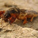 Danaburnu zararlısı bitkileri kemiriyor