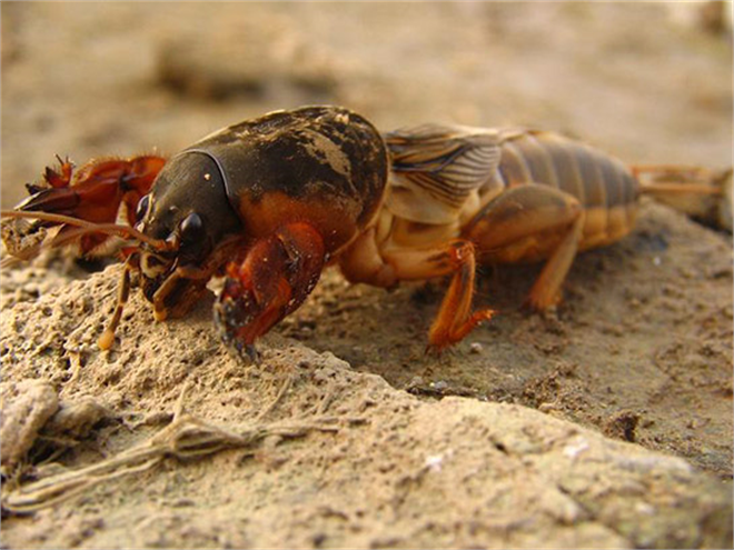 Danaburnu zararlısı bitkileri kemiriyor