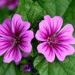 Ebegümeci: Sağlık İçin Şifa Kaynağı!