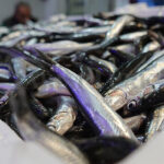 Hamsi İhracatı: Geçen Yıl 11,1 Milyon Dolar Kazandı