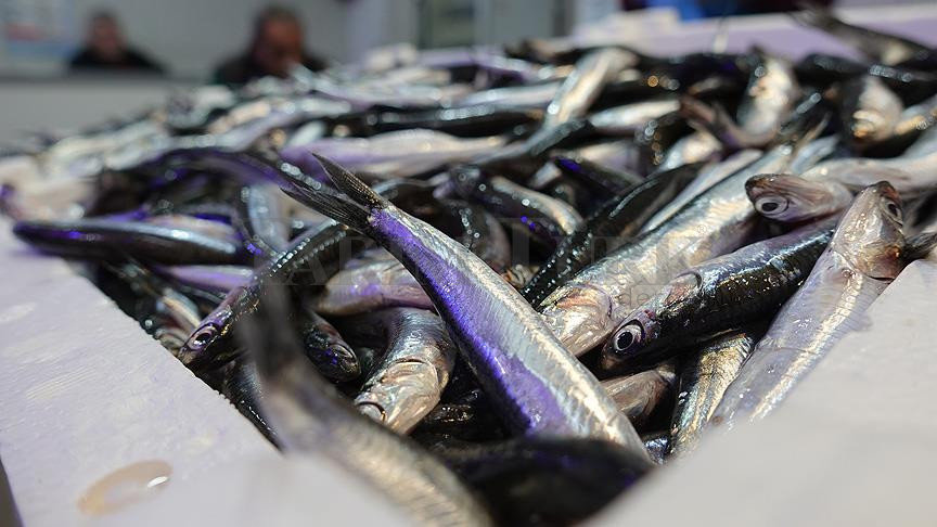 Hamsi İhracatı: Geçen Yıl 11,1 Milyon Dolar Kazandı