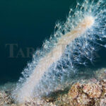 Izmit Körfezi’nde Deniz Kalemı Keşfi