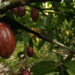 Kakao Fiyatlarında Tarihi Ralli!