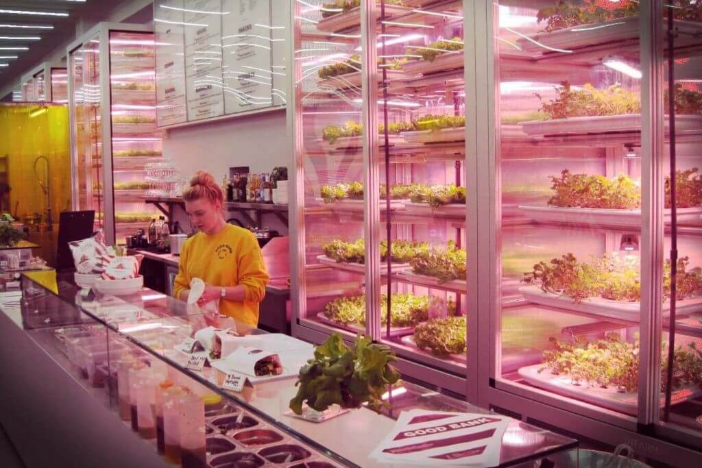 Şeffaf Vitrinlerde Yetiştirilen Marullar – Yeni Bir Tarım Trendi