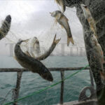 Küçük Ölçekli Balıkçılara Destek Artışı!