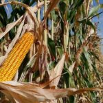 Mısır Fiyatları Zirvede: Ukrayna Savaşı ve Talep Artışı Etkisi