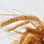 Rusya’dan Gelen Tehdit: Buğday Fiyatları Tırmanıyor!