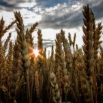 TMO, Arpa Satışlarına Başladı!