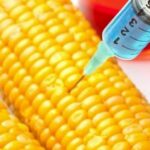 Tarım Bakanlığı GDO’lu Mısır ve Soya Çeşitlerine İzin Verdi