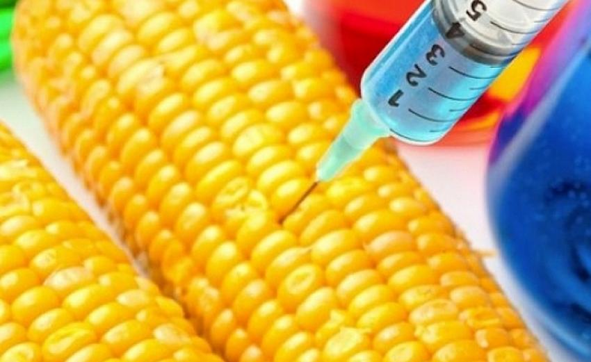 Tarım Bakanlığı GDO’lu Mısır ve Soya Çeşitlerine İzin Verdi