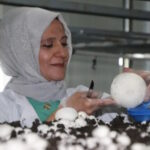 Hibe destekli mantar tesisinde başarı hikayesi