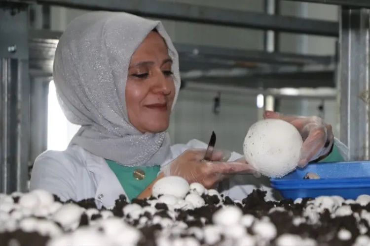 Hibe destekli mantar tesisinde başarı hikayesi