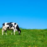 TÜSEDAD’dan Mayıs Ayı Çiğ Süt Maliyet Raporu