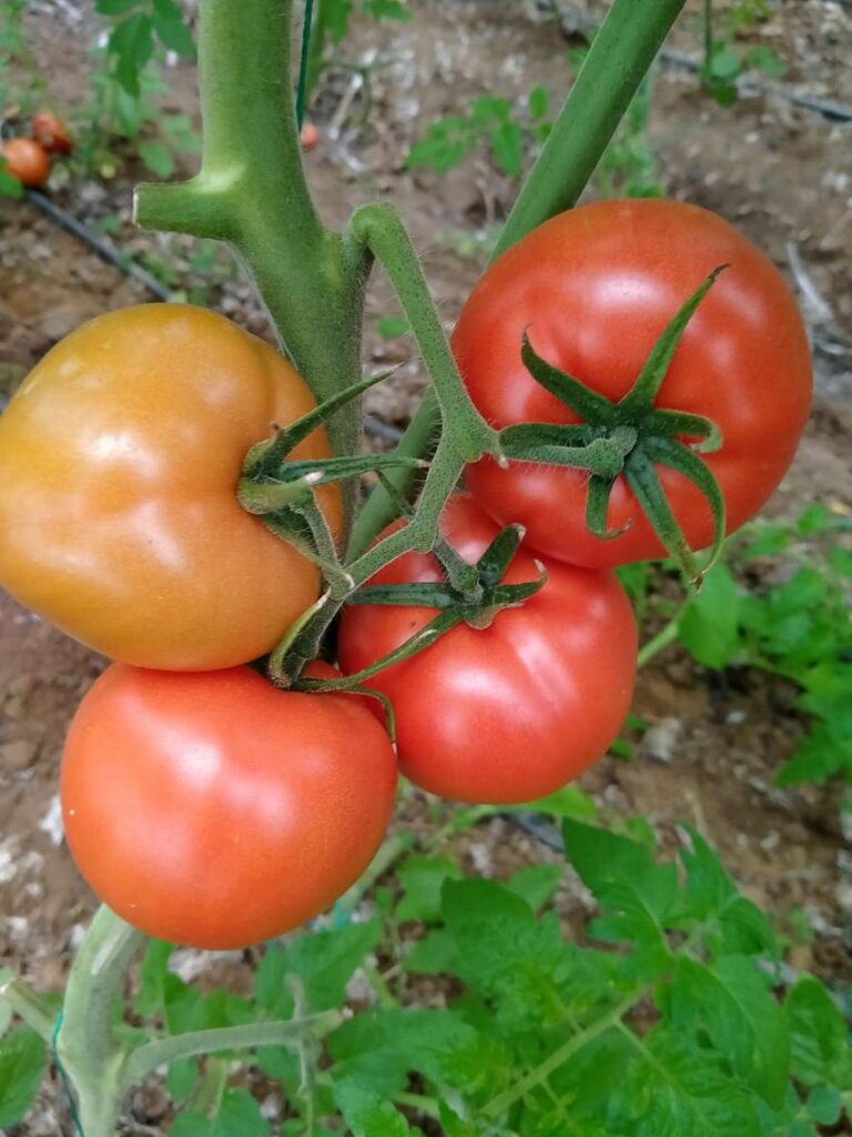 Anamas Tohum: Domates ToBRFV’ye Karşı Yüksek Toleranslı Çeşitler!