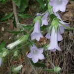 Kuşadası’nda Yeni Keşfedilen Bitki Türü: Campanula X kusadasiensis