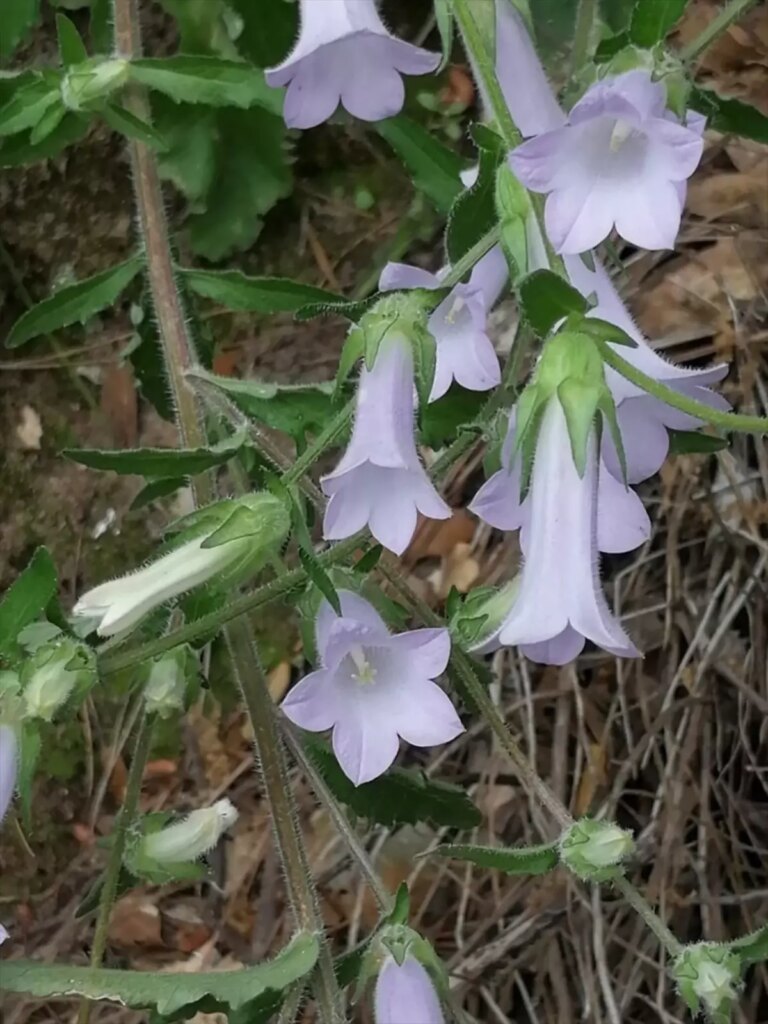 Kuşadası’nda Yeni Keşfedilen Bitki Türü: Campanula X kusadasiensis