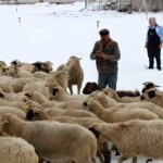 Emektar Çobanın Koyunlarına Kaval Çalma Geleneği