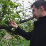 1 Kilo Erik 8 Bin TL’ye Satıldı: Sezonun İlk Hasadı!