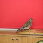 Erzincan’da Kerkenez Kurtarıldı