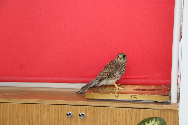 Erzincan’da Kerkenez Kurtarıldı