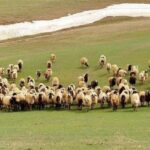 Bingöl Küçükbaş Hayvan Yetiştiricilerine Ekipman Desteği!