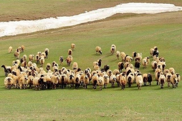 Bingöl Küçükbaş Hayvan Yetiştiricilerine Ekipman Desteği!