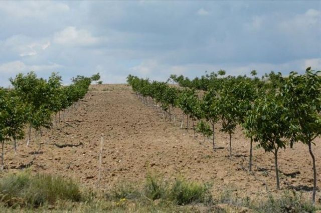 Hakkâri’de Ceviz Yetiştiriciliği İçin %70 Hibe Desteği!