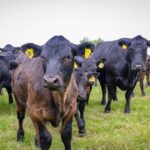 Erzincan’da Hayvancılığa Büyük İlgi!