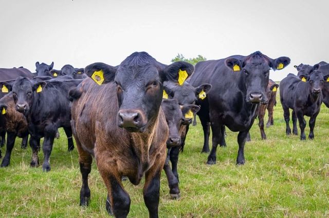 Erzincan’da Hayvancılığa Büyük İlgi!