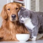 Evcil Hayvanlara Kimlik Zorunluluğu: Son Tarih 31 Aralık 2025