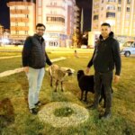 Sahipsiz Koyunlar Kaza Riski Oluşturdu