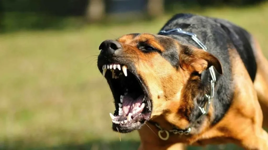 Bakan Yerlikaya’nın Flaş Açıklamaları: İhmal Tespit Edilecek!