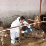 Veteriner Hekimlere Saldırı: TVHB’den Sert Tepki