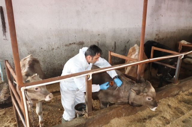 Veteriner Hekimlere Saldırı: TVHB’den Sert Tepki