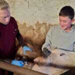 Yozgat’ta Şap Aşılama Seferberliği Başladı!